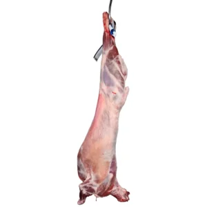طلي افريقي مبرد